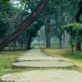 Kleurrijke tuinpaden en hun psychologische voordelen